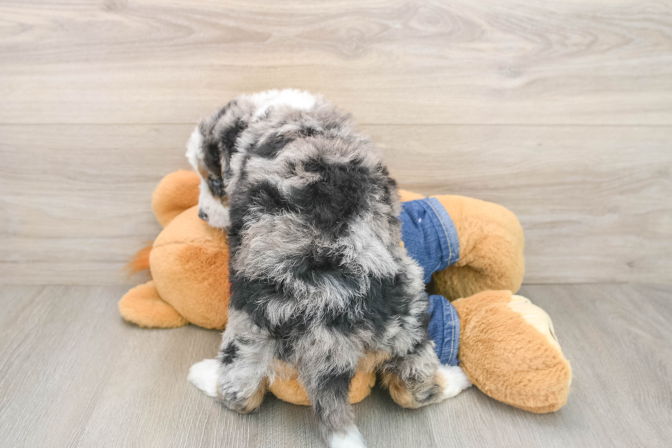 Happy Mini Bernedoodle Baby
