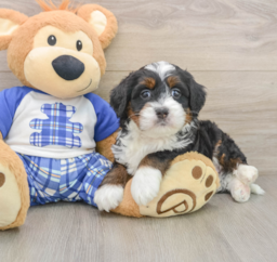 7 week old Mini Bernedoodle Puppy For Sale - Pilesgrove Pups