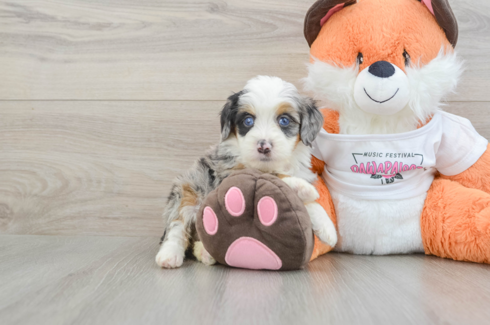 6 week old Mini Bernedoodle Puppy For Sale - Pilesgrove Pups