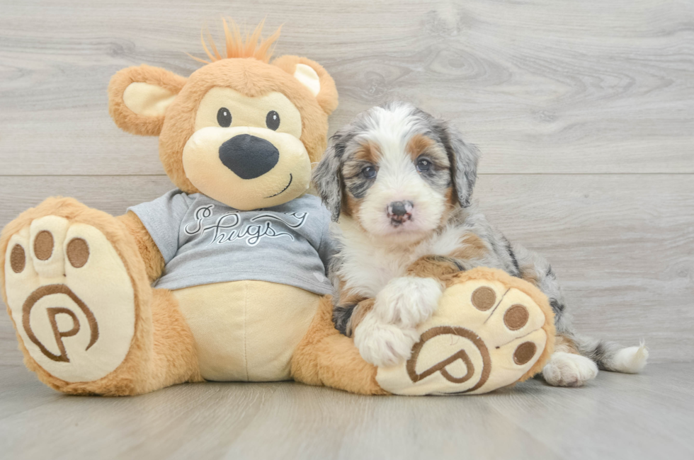 5 week old Mini Bernedoodle Puppy For Sale - Pilesgrove Pups