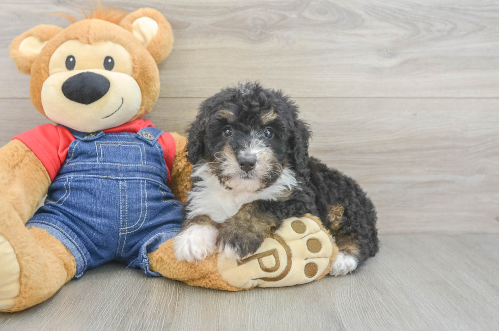 7 week old Mini Bernedoodle Puppy For Sale - Pilesgrove Pups