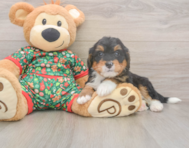 7 week old Mini Bernedoodle Puppy For Sale - Pilesgrove Pups