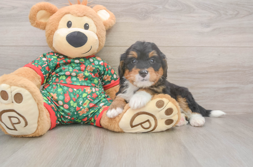 6 week old Mini Bernedoodle Puppy For Sale - Pilesgrove Pups