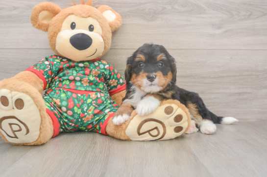Popular Mini Bernedoodle Poodle Mix Pup