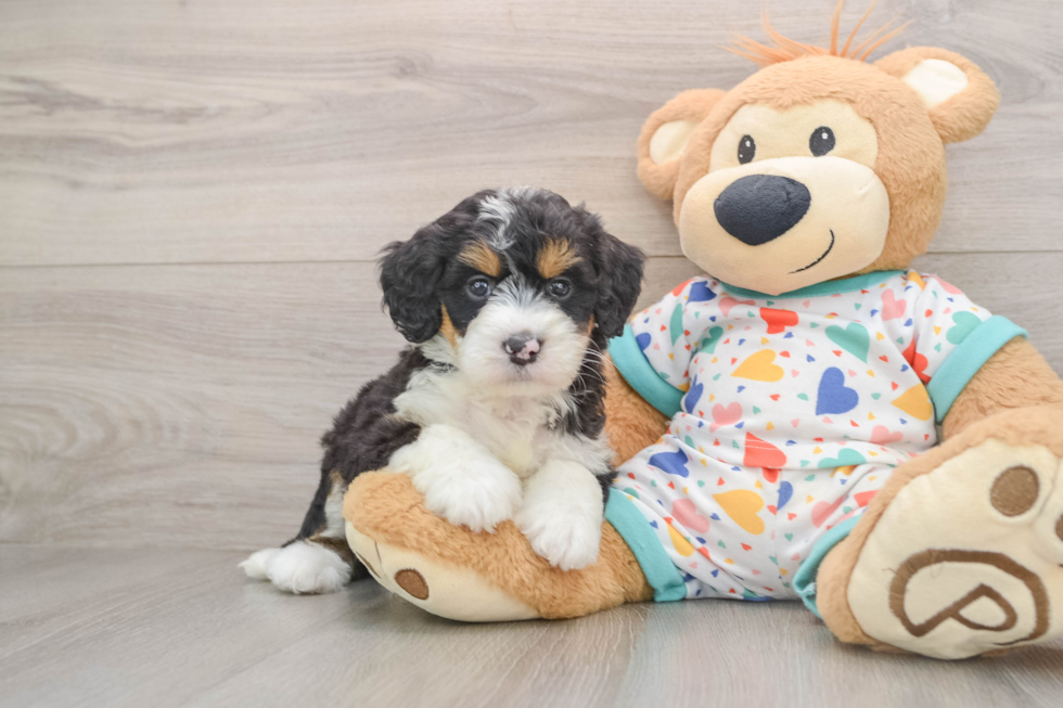 Mini Bernedoodle Puppy for Adoption