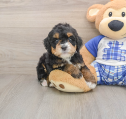 7 week old Mini Bernedoodle Puppy For Sale - Pilesgrove Pups