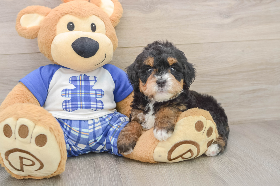 Best Mini Bernedoodle Baby