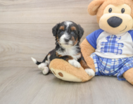 7 week old Mini Bernedoodle Puppy For Sale - Pilesgrove Pups