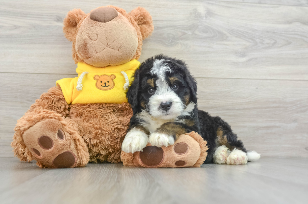 7 week old Mini Bernedoodle Puppy For Sale - Pilesgrove Pups