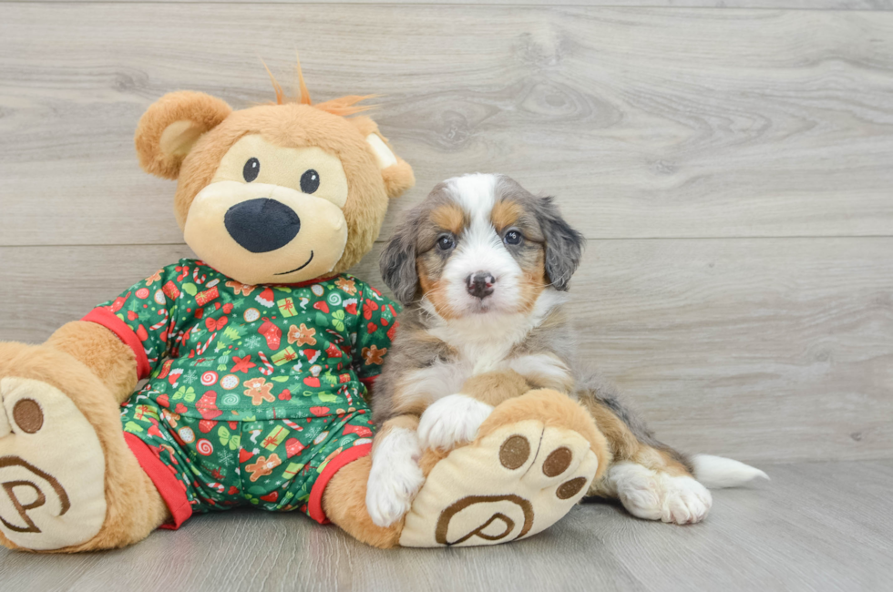 5 week old Mini Bernedoodle Puppy For Sale - Pilesgrove Pups