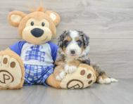 7 week old Mini Bernedoodle Puppy For Sale - Pilesgrove Pups