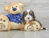7 week old Mini Bernedoodle Puppy For Sale - Pilesgrove Pups
