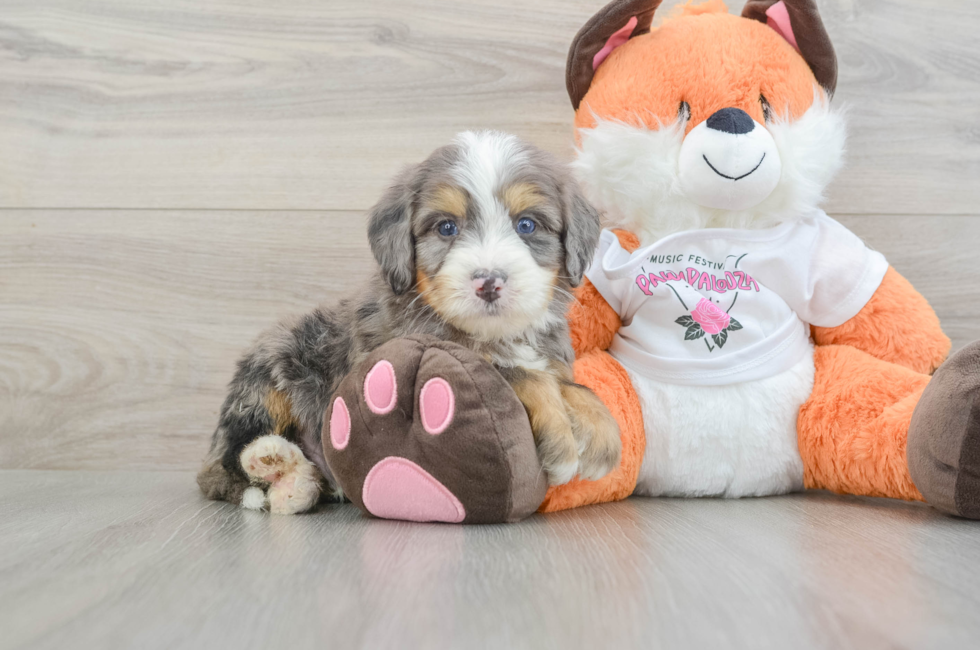 6 week old Mini Bernedoodle Puppy For Sale - Pilesgrove Pups