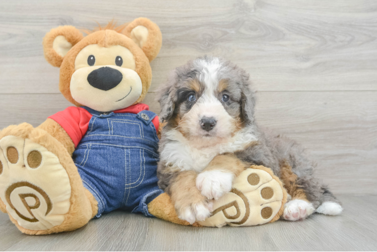 Happy Mini Bernedoodle Baby