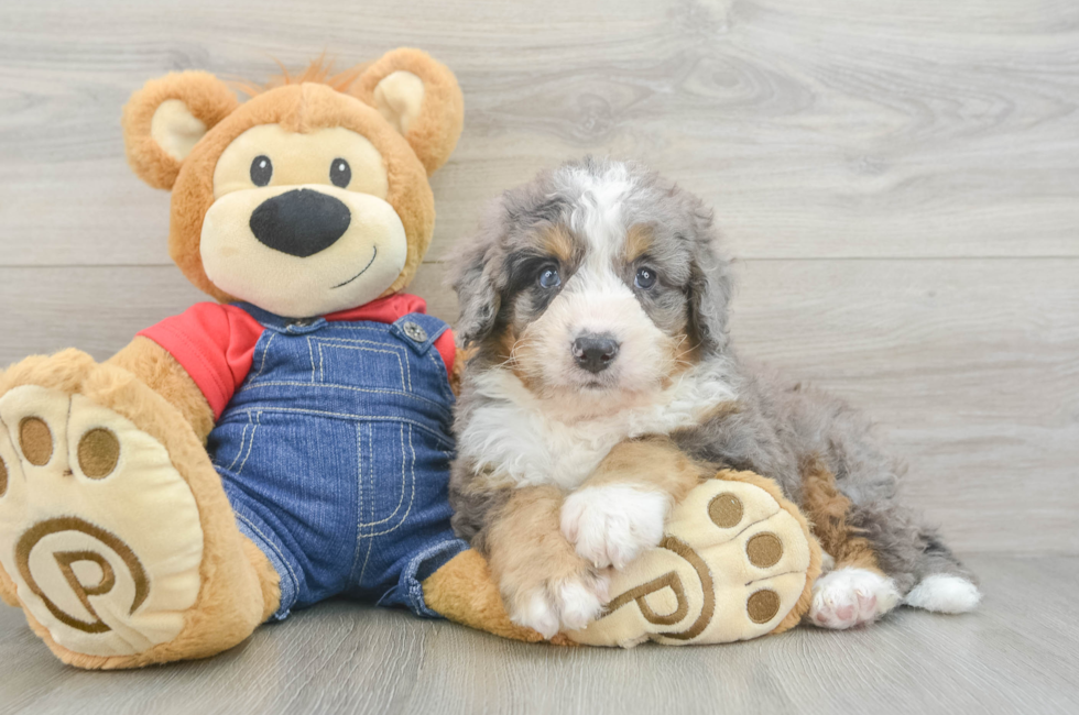 7 week old Mini Bernedoodle Puppy For Sale - Pilesgrove Pups