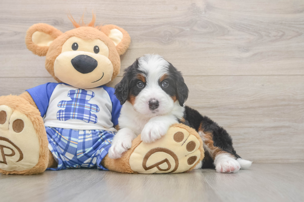 6 week old Mini Bernedoodle Puppy For Sale - Pilesgrove Pups