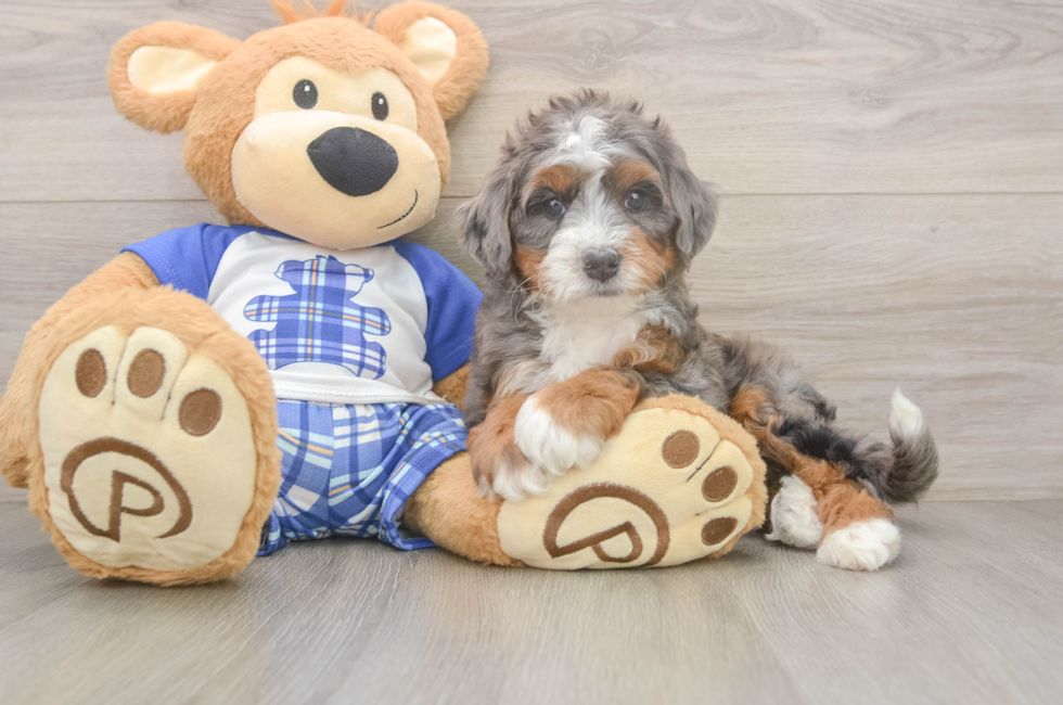 5 week old Mini Bernedoodle Puppy For Sale - Pilesgrove Pups