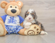 6 week old Mini Bernedoodle Puppy For Sale - Pilesgrove Pups