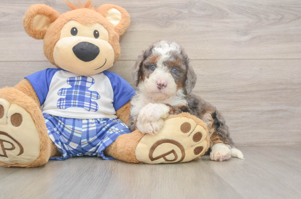 5 week old Mini Bernedoodle Puppy For Sale - Pilesgrove Pups