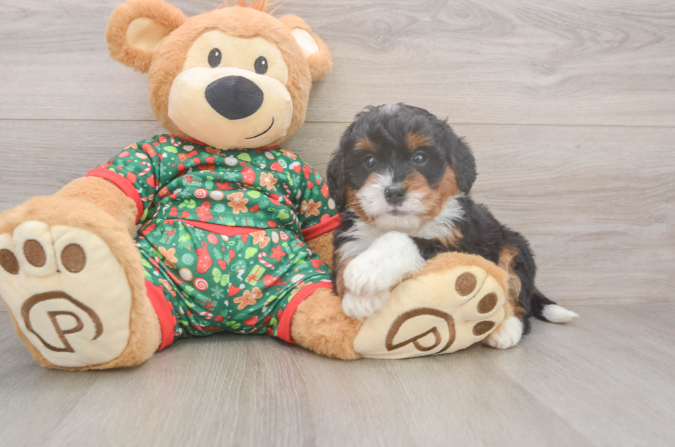 6 week old Mini Bernedoodle Puppy For Sale - Pilesgrove Pups
