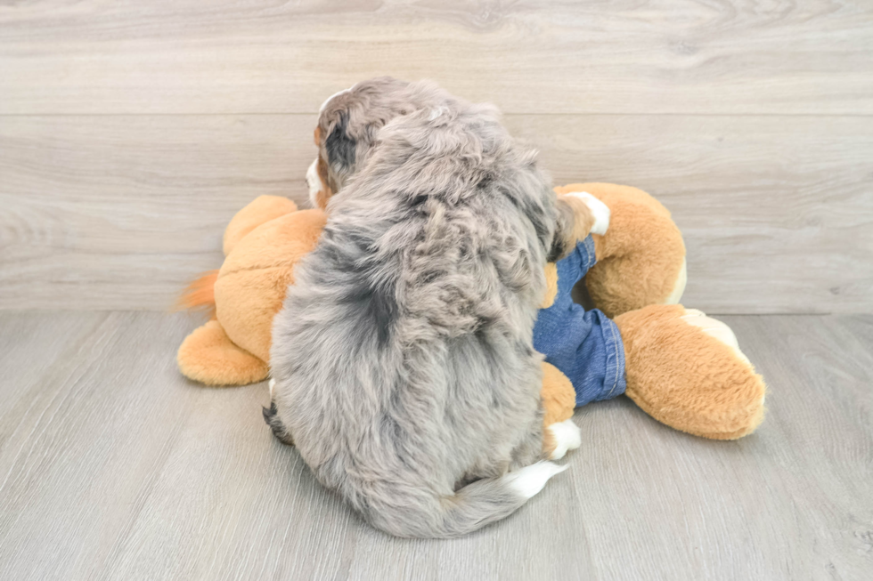 Mini Bernedoodle Pup Being Cute