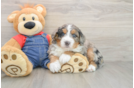 Best Mini Bernedoodle Baby