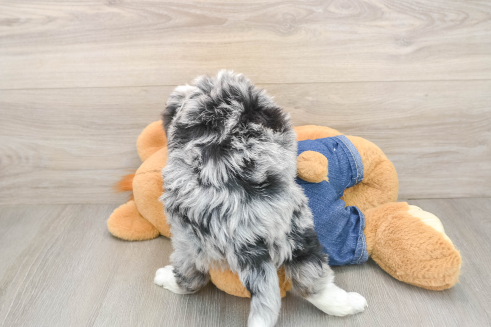 Mini Bernedoodle Pup Being Cute