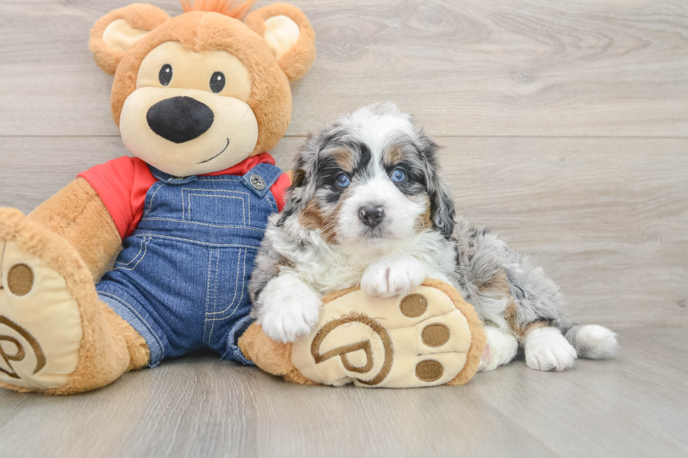 Happy Mini Bernedoodle Baby