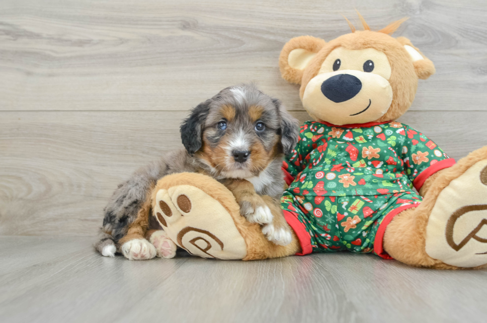 5 week old Mini Bernedoodle Puppy For Sale - Pilesgrove Pups