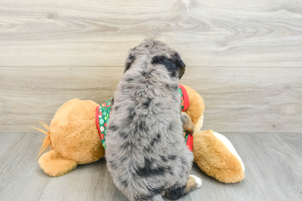 Mini Bernedoodle Pup Being Cute