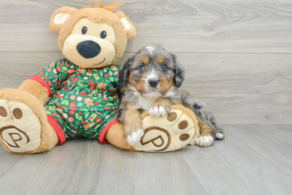 Small Mini Bernedoodle Baby