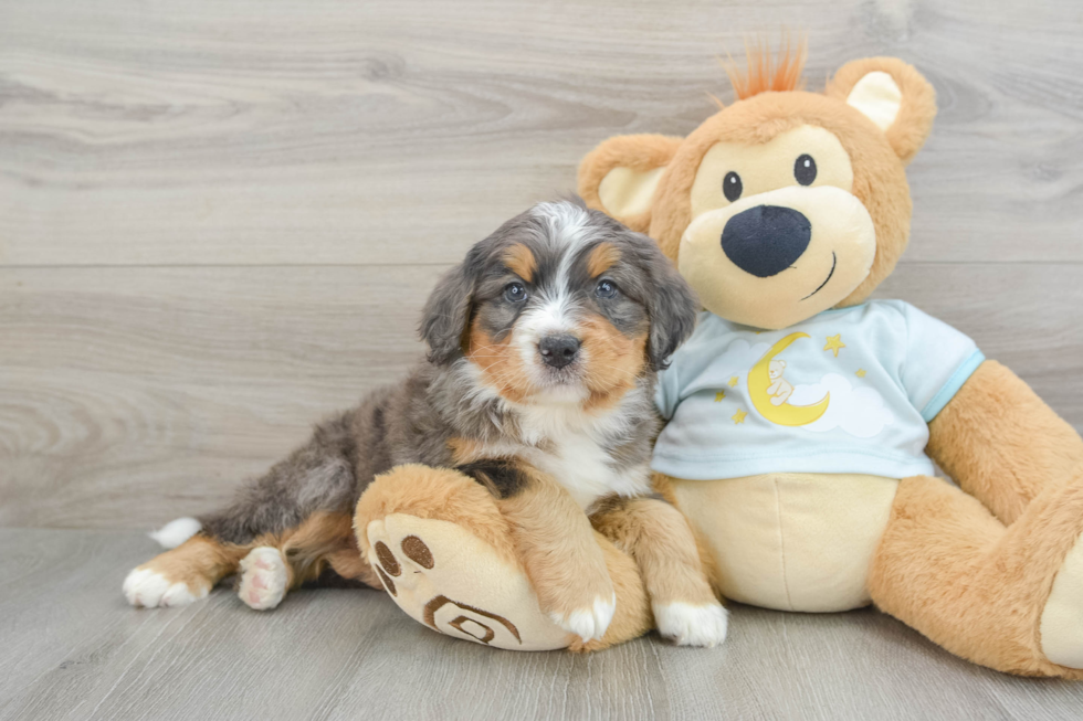 Best Mini Bernedoodle Baby