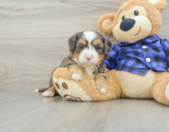 7 week old Mini Bernedoodle Puppy For Sale - Pilesgrove Pups