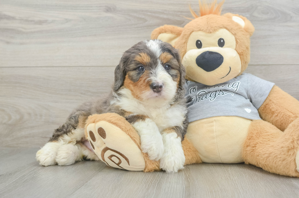 5 week old Mini Bernedoodle Puppy For Sale - Pilesgrove Pups