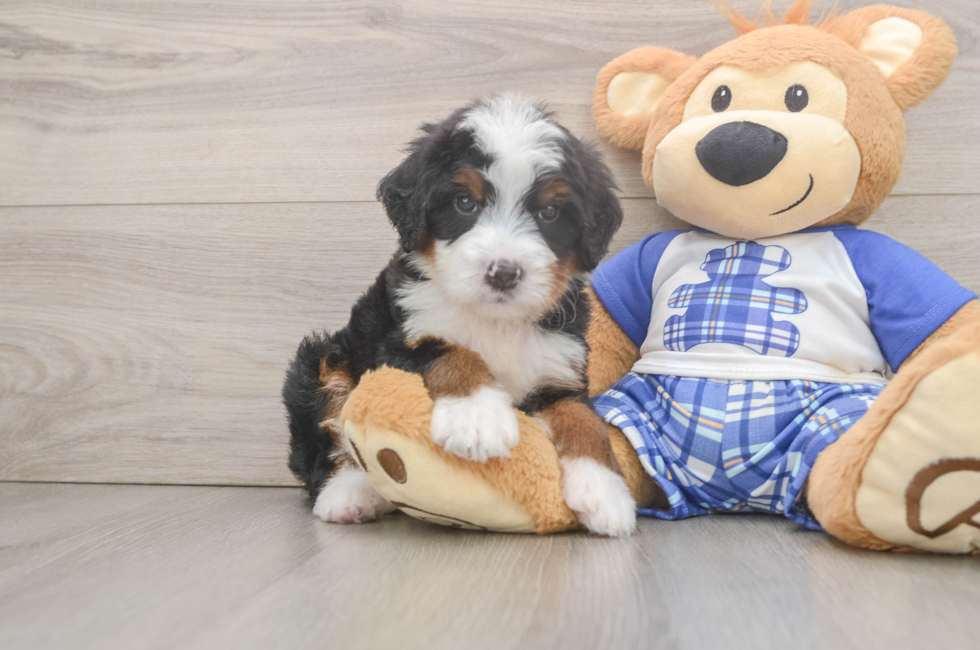 6 week old Mini Bernedoodle Puppy For Sale - Pilesgrove Pups