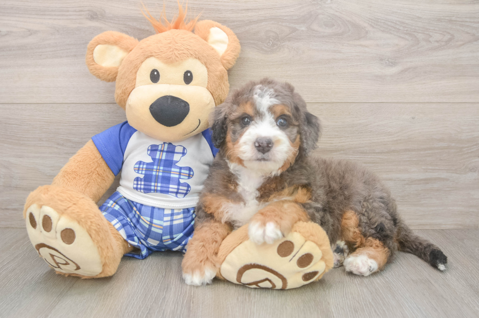 5 week old Mini Bernedoodle Puppy For Sale - Pilesgrove Pups