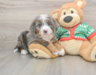 6 week old Mini Bernedoodle Puppy For Sale - Pilesgrove Pups
