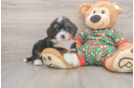 Best Mini Bernedoodle Baby