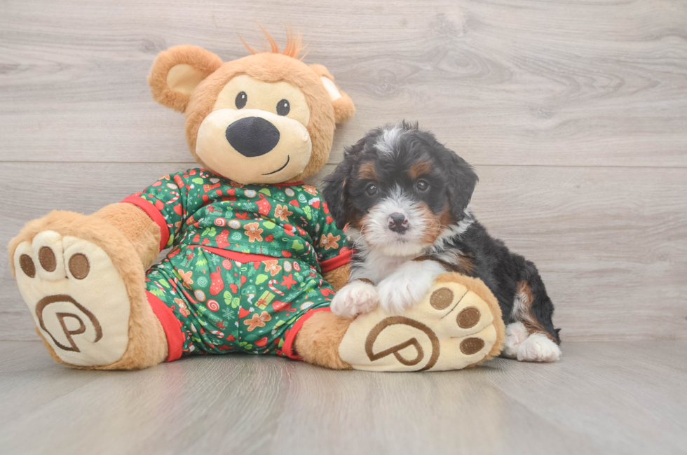 6 week old Mini Bernedoodle Puppy For Sale - Pilesgrove Pups