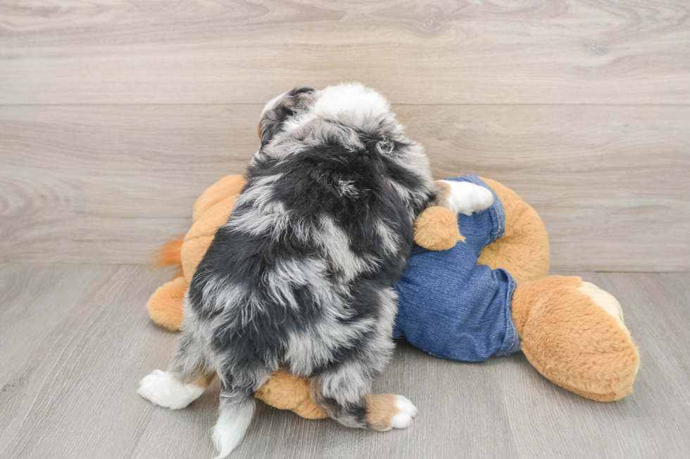 Mini Bernedoodle Puppy for Adoption