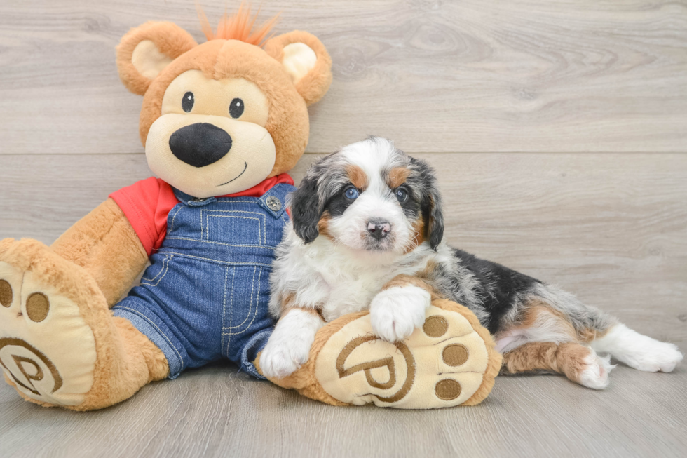 Smart Mini Bernedoodle Poodle Mix Pup