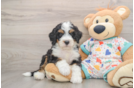 Mini Bernedoodle Pup Being Cute