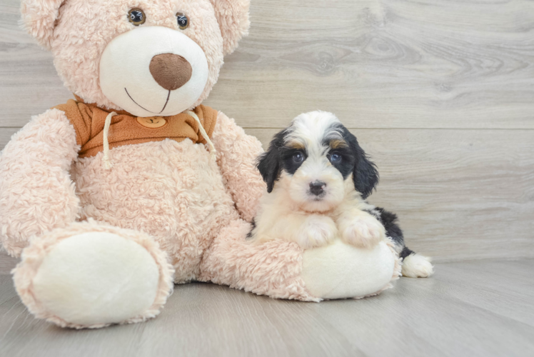 Happy Mini Bernedoodle Baby