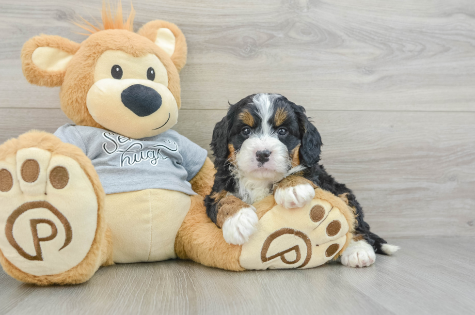 6 week old Mini Bernedoodle Puppy For Sale - Pilesgrove Pups