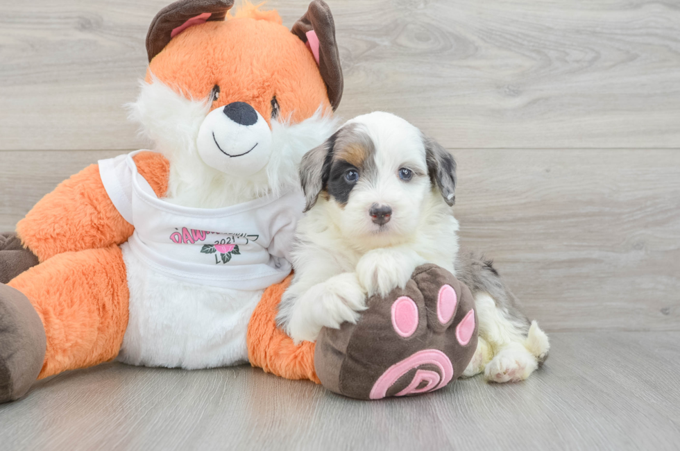 6 week old Mini Bernedoodle Puppy For Sale - Pilesgrove Pups