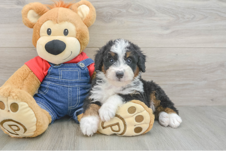 Little Mini Bernesedoodle Poodle Mix Puppy