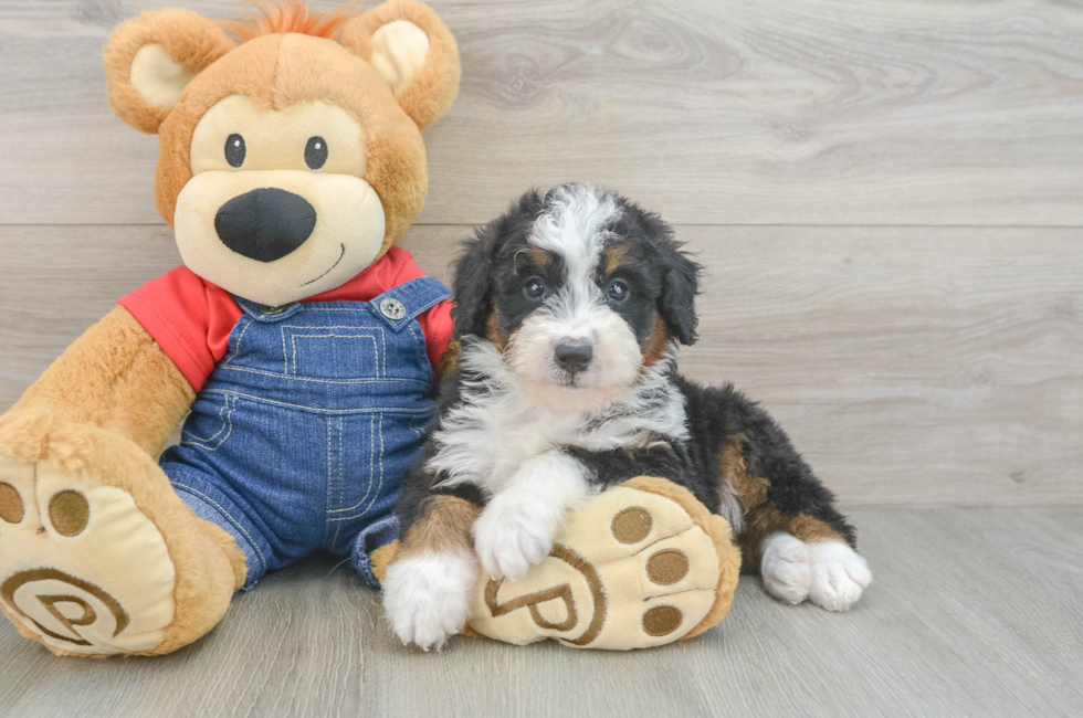 7 week old Mini Bernedoodle Puppy For Sale - Pilesgrove Pups