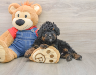 7 week old Mini Bernedoodle Puppy For Sale - Pilesgrove Pups