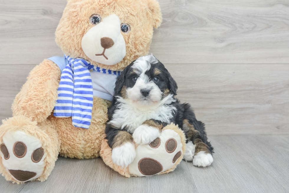 Little Mini Berniedoodle Poodle Mix Puppy