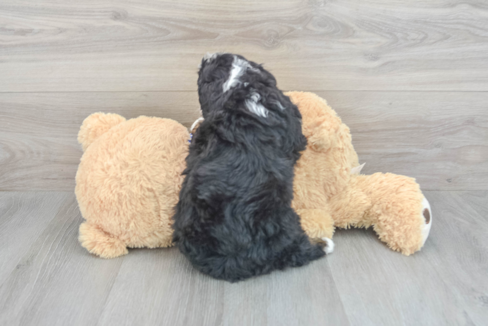 Little Mini Berniedoodle Poodle Mix Puppy